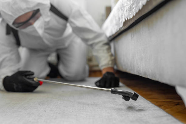 Professional Bed Bug Control technician working in Plainfield Village, CT
