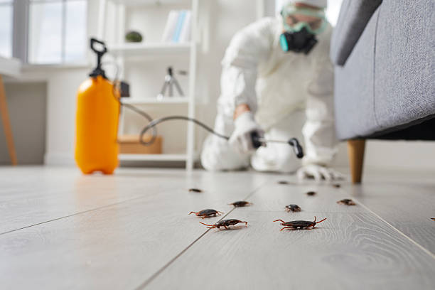 Trusted Cockroach Control service in Plainfield Village, CT - Nex Pest Control